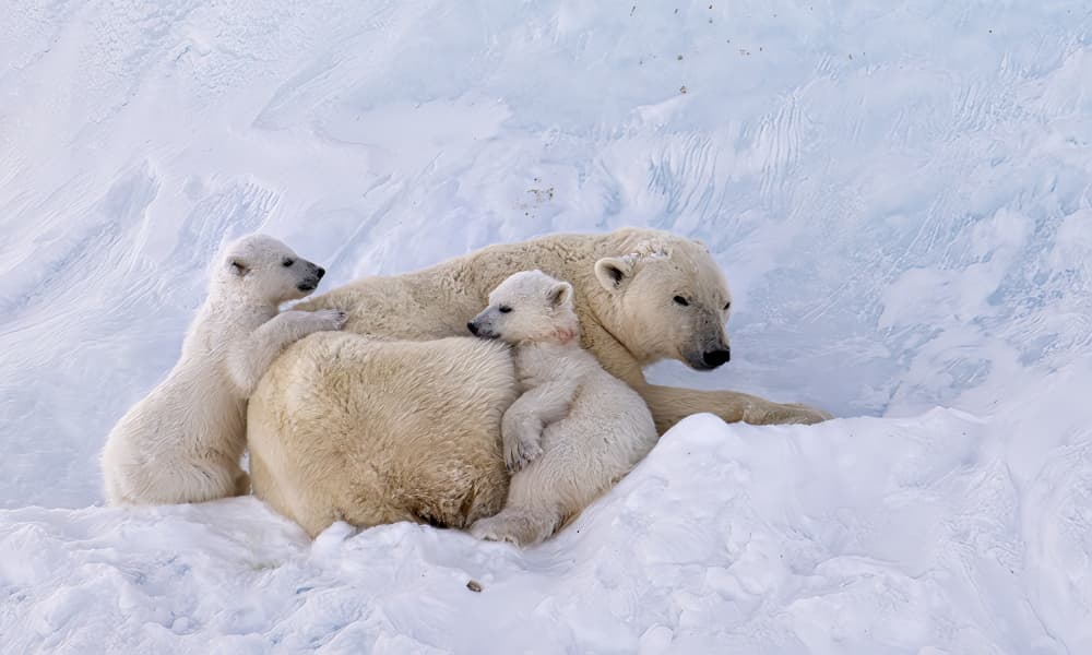 Mama Bear and Cubs by Jie Fischer — canvas wall art