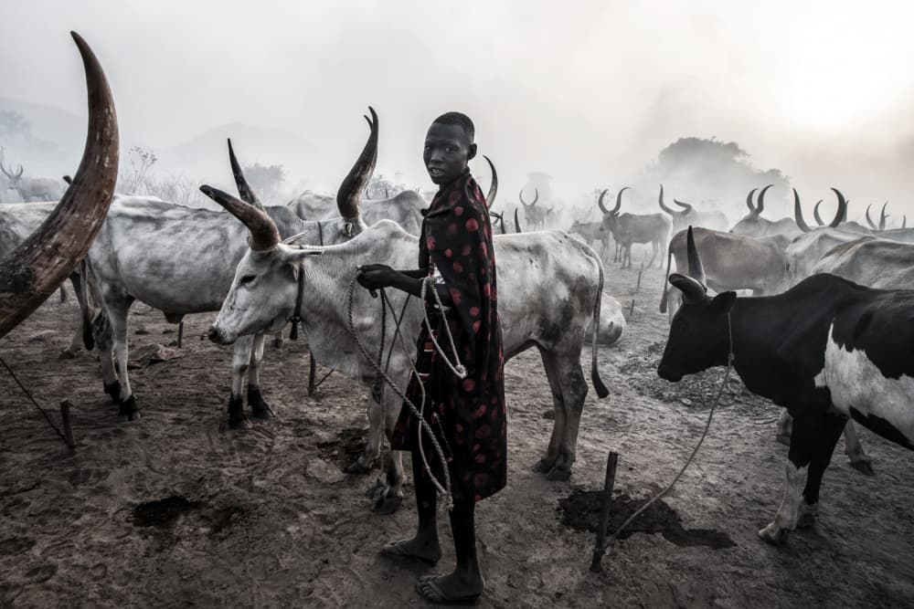Dinka Boy and Cattle by Joxe Inazio Kuesta Garmendia — canvas wall art