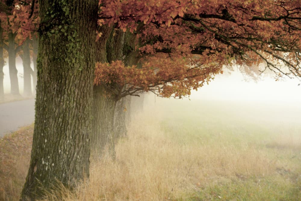 Misty Autumn Trees by Christina Sillen — canvas wall art