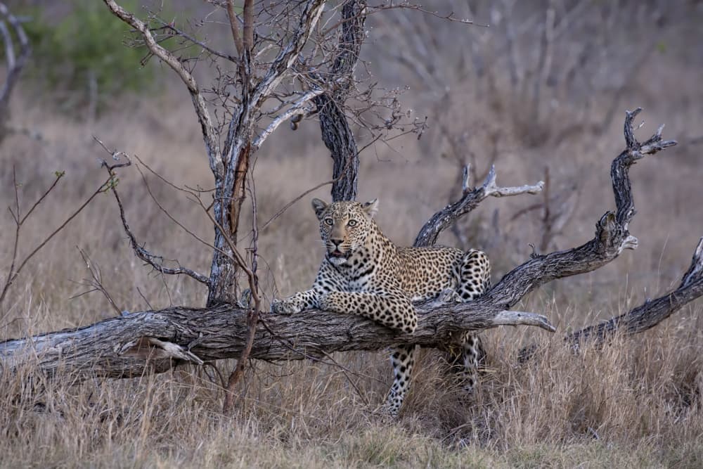 Leopard on Fallen Tree by Linda D Lester — canvas wall art