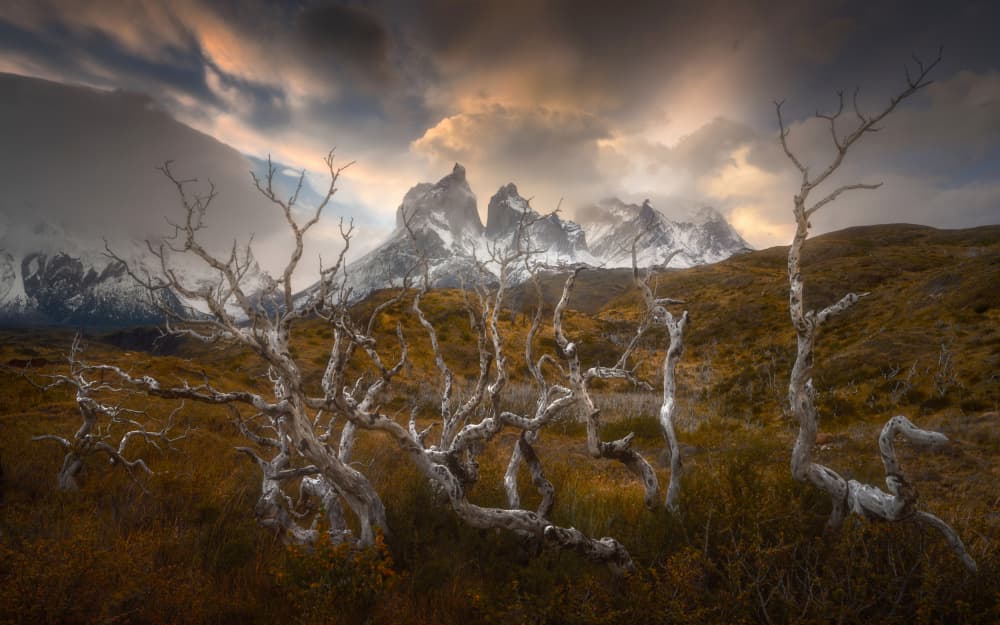 Gnarled Trees Patagonian Peaks by Tomasz Rojek — canvas wall art