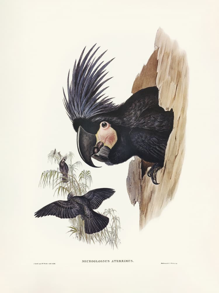 Great Palm Cockatoo by Elizabeth and John Gould — canvas wall art