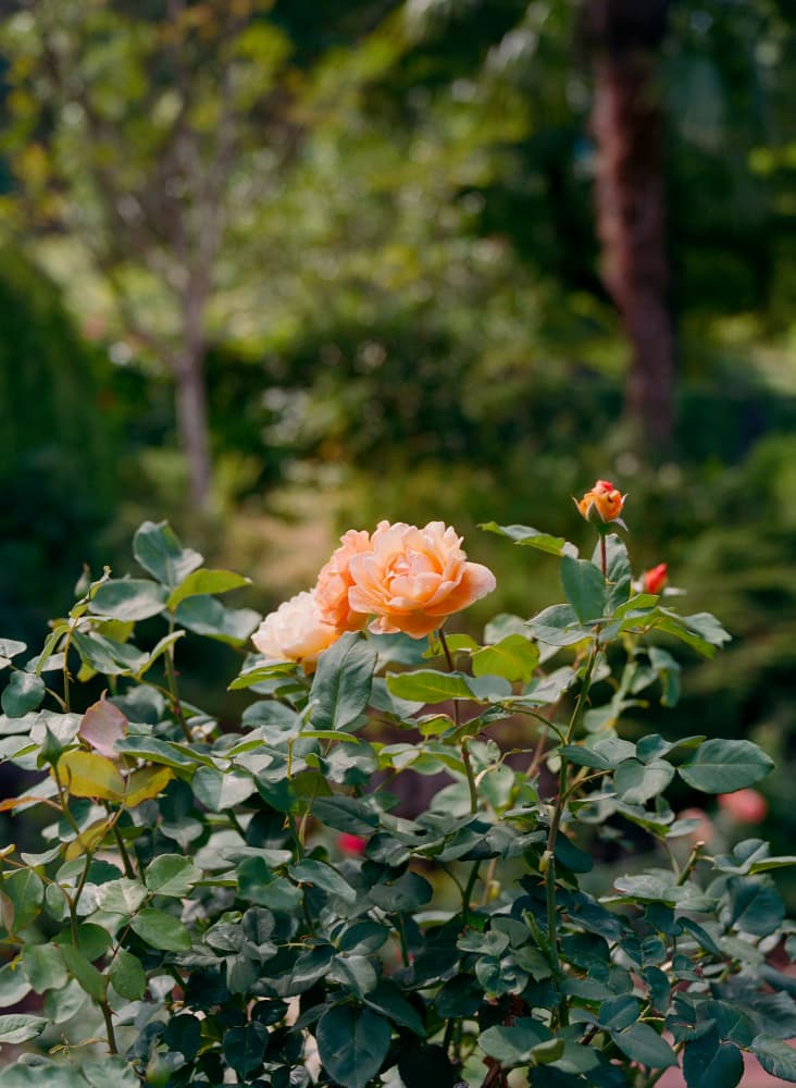 Blooming Peach Roses by Bethany Young — canvas wall art