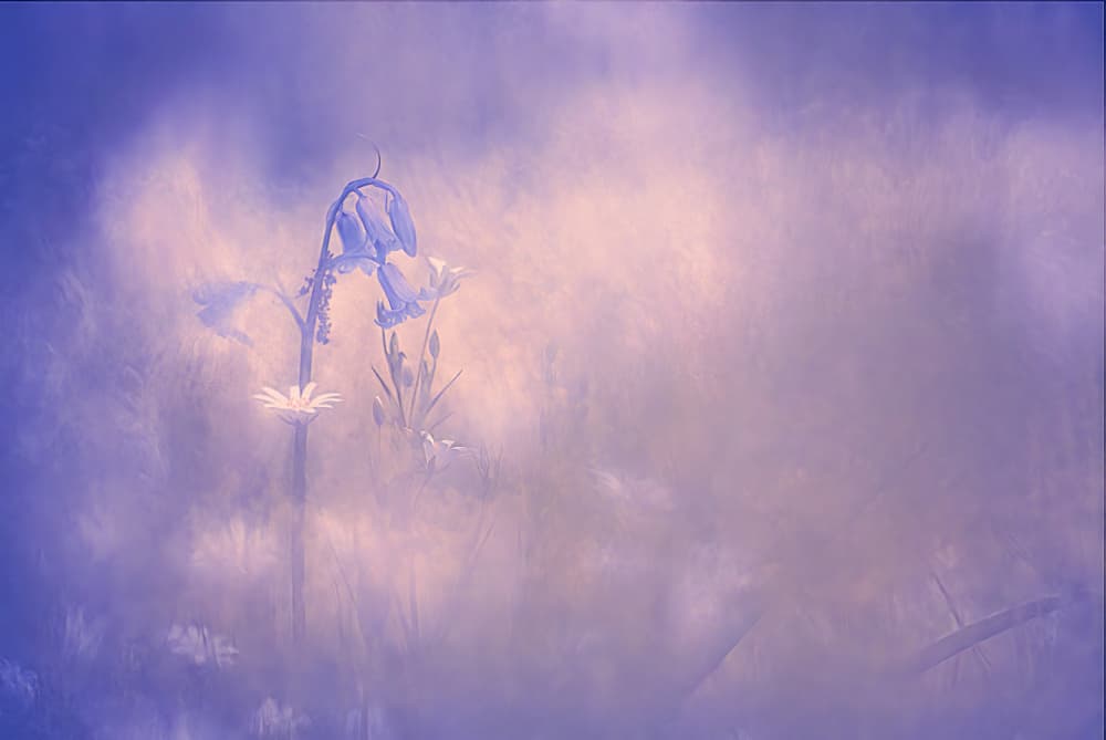 Dreamy Bluebell Meadow by Jan van der Linden — canvas wall art