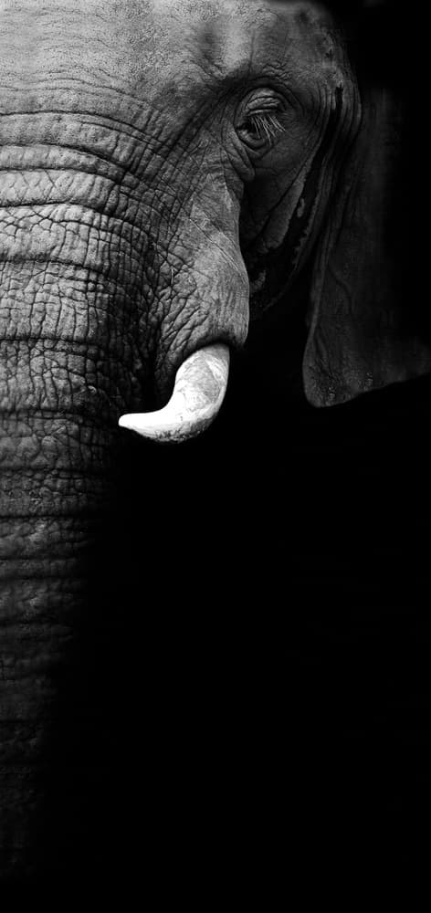 Majestic Elephant Portrait by WildPhotoArt — canvas wall art