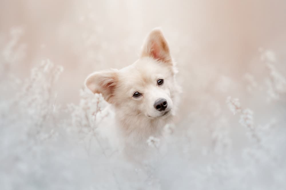 Curious White Puppy by Ve Shandor — canvas wall art