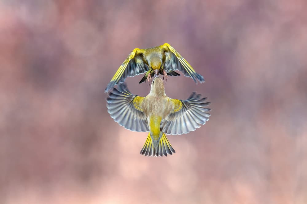 Greenfinch Pair Mid-Flight by Marco Redaelli — canvas wall art