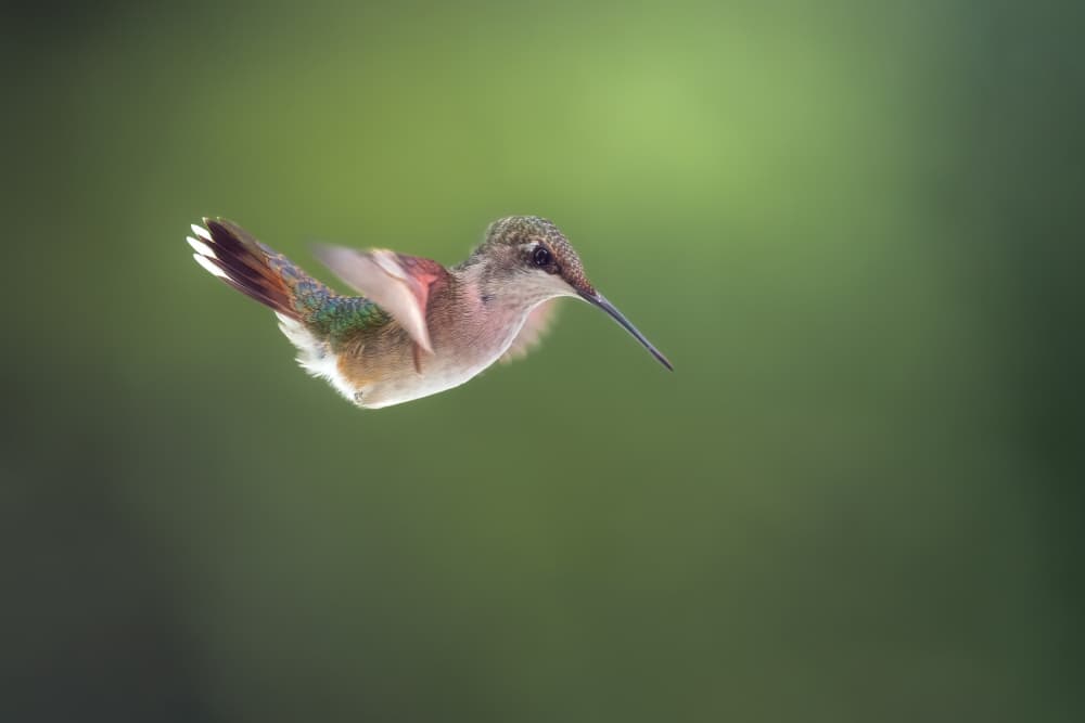 Graceful Hummingbird Flight by Atul Saluja — canvas wall art
