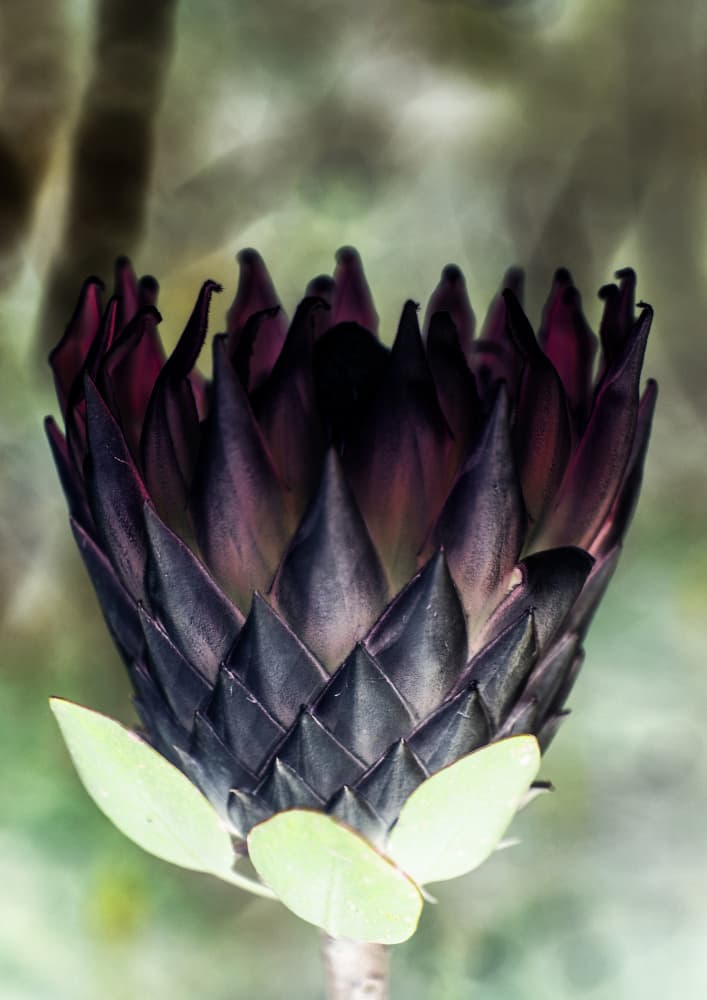 Shadowed Blossom by Shot by Clint — canvas wall art