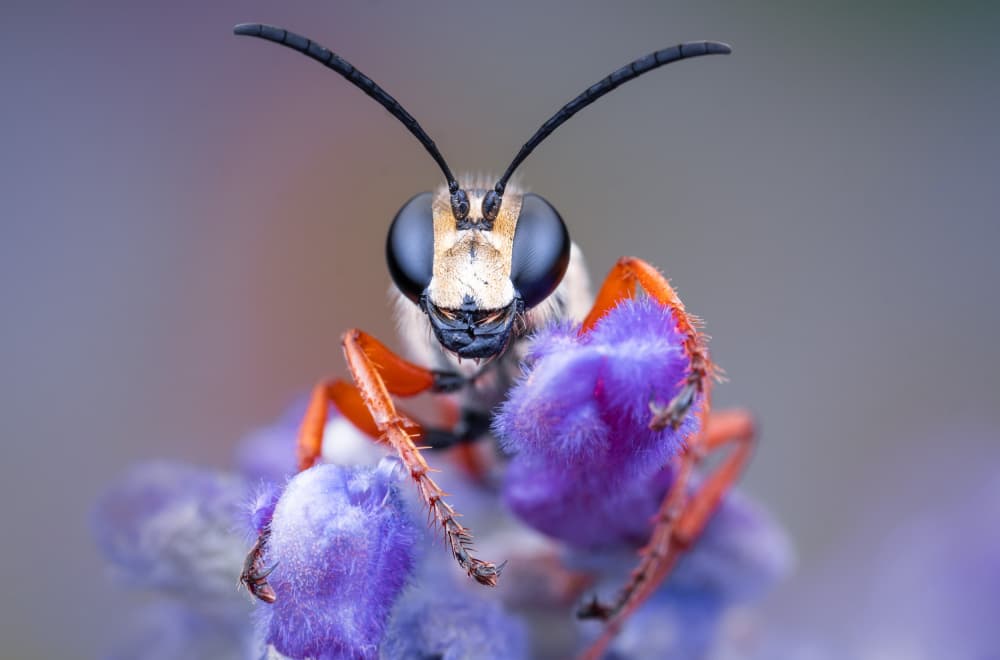 Vibrant Bee on Purple by Summer2016 — canvas wall art