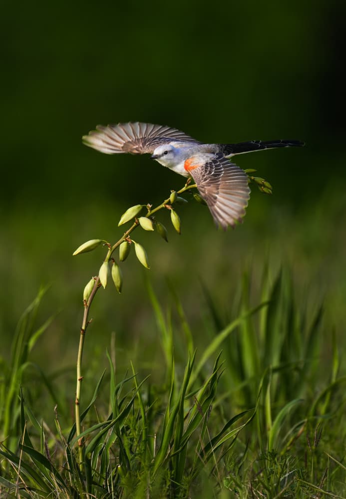 Graceful Bird in Flight by Mike He — canvas wall art