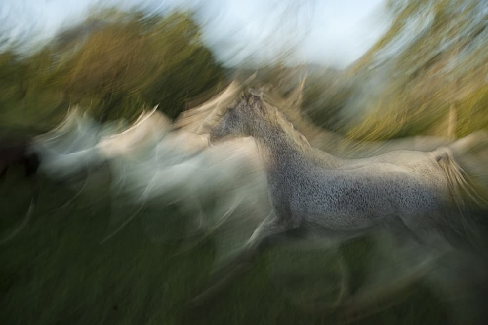 Running Wild Horse by Milan Malovrh — canvas wall art