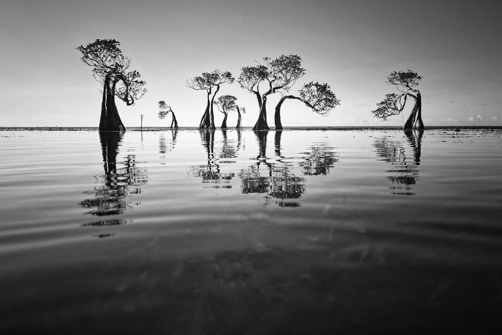 Serene Mangrove Reflections by Bingo Z — canvas wall art