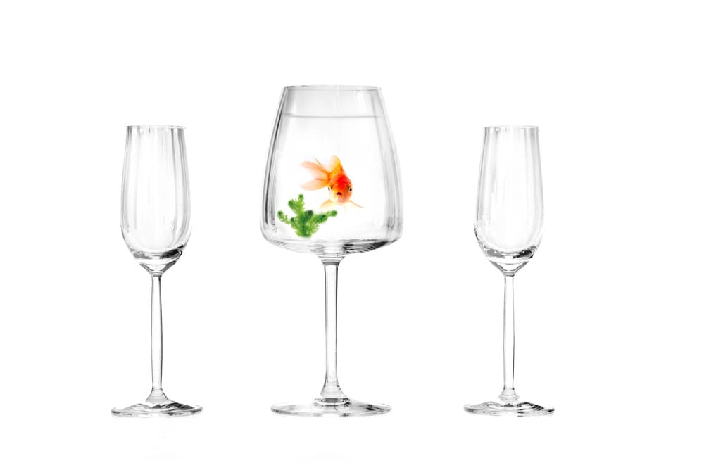 Goldfish In Wine Glass by Piet Haaksma — canvas wall art