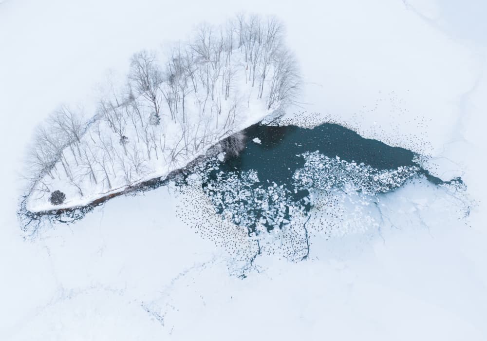 Frozen Island Flock by Ruiqing P. — canvas wall art