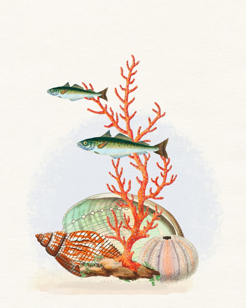 Marine Life Collection by Wild Violets — canvas wall art