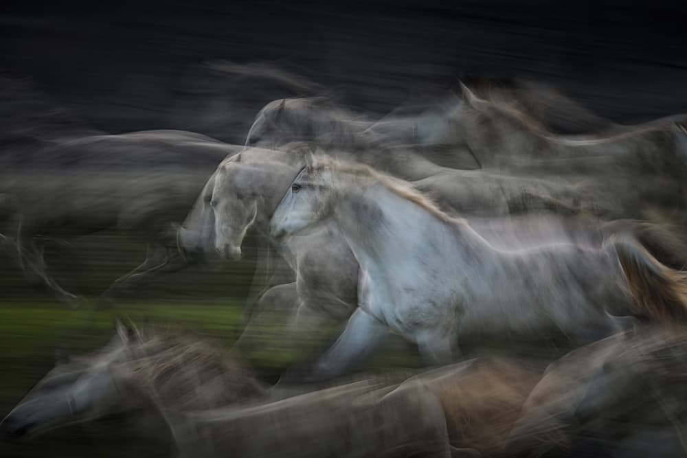 Dynamic White Horses by Milan Malovrh — canvas wall art