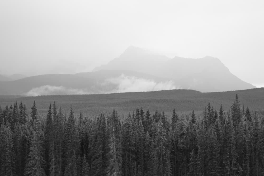 Misty Forest Mountains by Lynann Colligan — canvas wall art