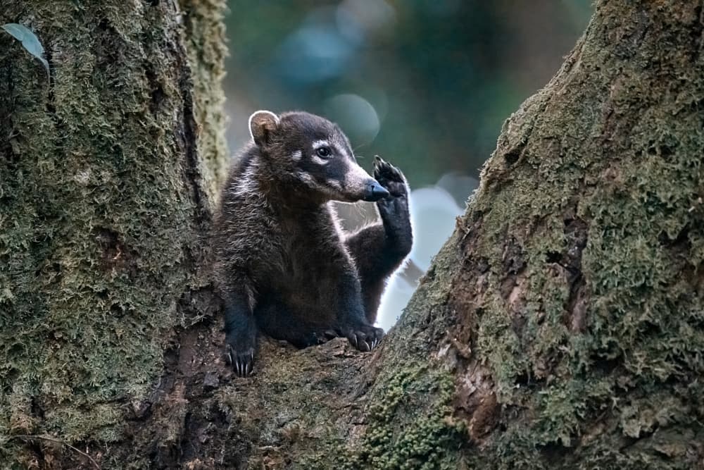 Curious Coati In Tree by Siyu_Wei APA — canvas wall art