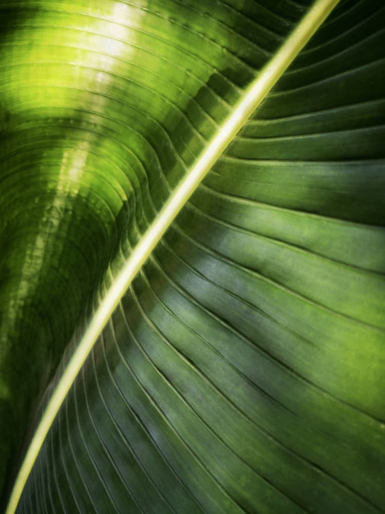Sunlit Green Leaf by Angelo Cerantola — canvas wall art
