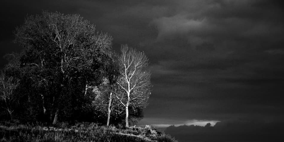Dramatic Bare Trees by Codrin Lupei — canvas wall art