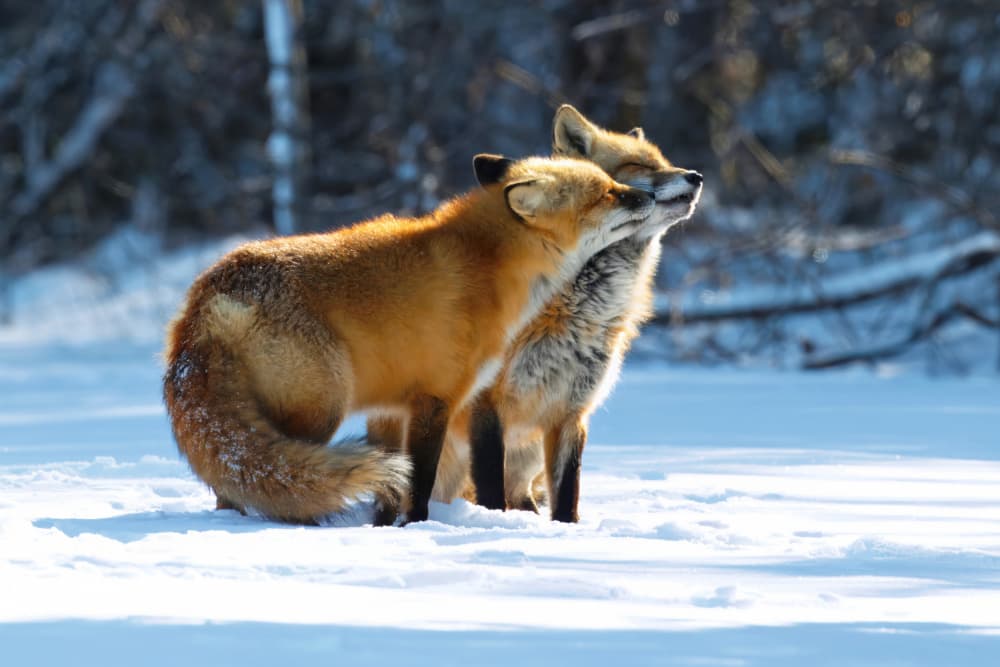 Loving Red Foxes by Gavin Lam — canvas wall art