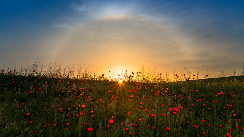 Golden Poppy Sunset by Hua Zhu — canvas wall art
