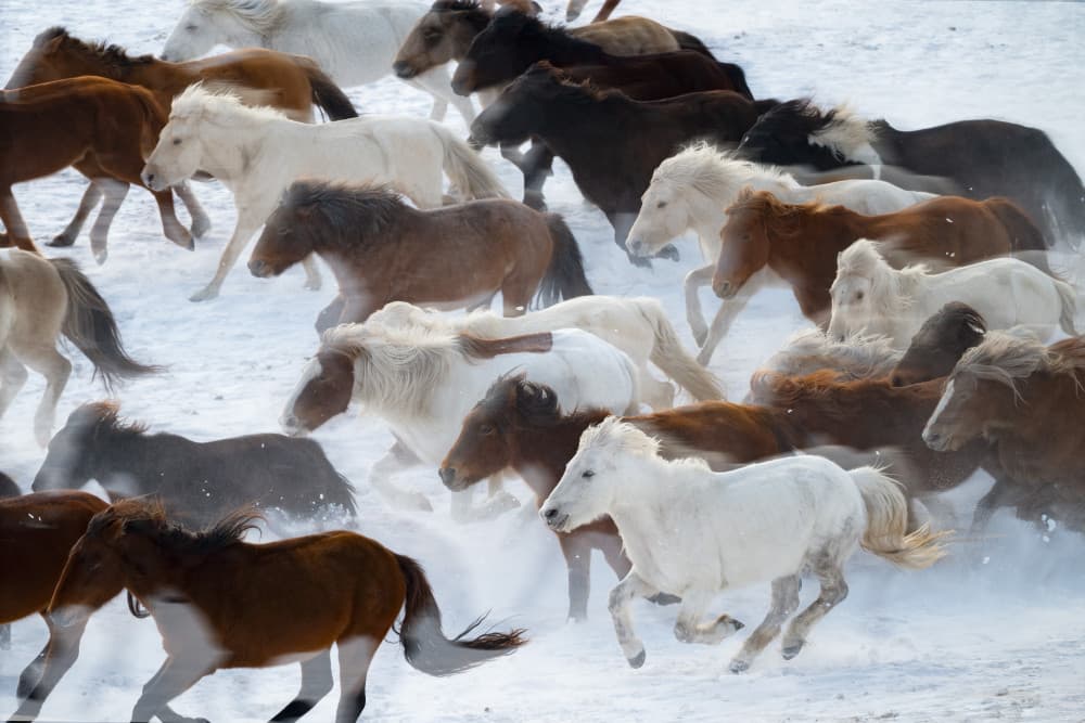 Running Horses in Snow by Songlin Xu — canvas wall art