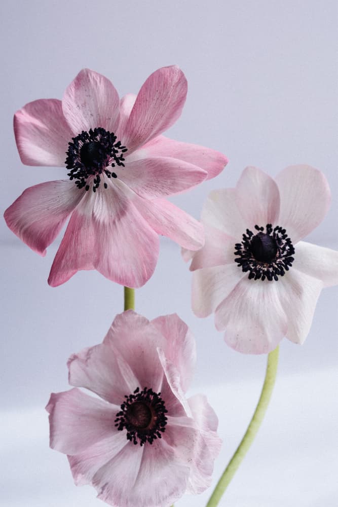 Elegant Pink Anemone Flowers by uplusmestudio — canvas wall art