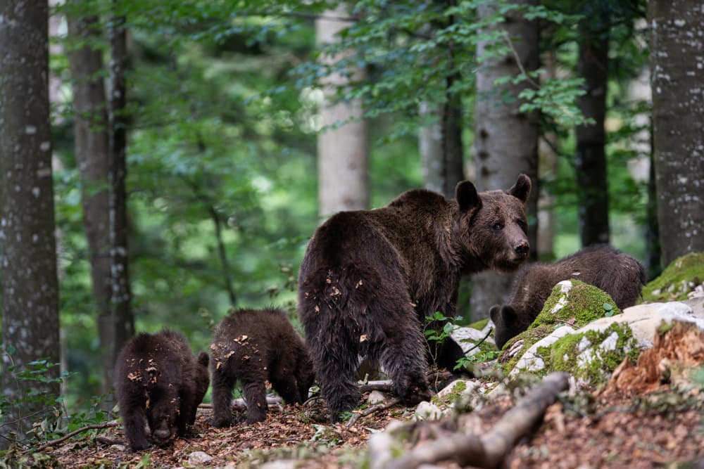 Mother Bear And Cubs by Bjoern Alicke — canvas wall art