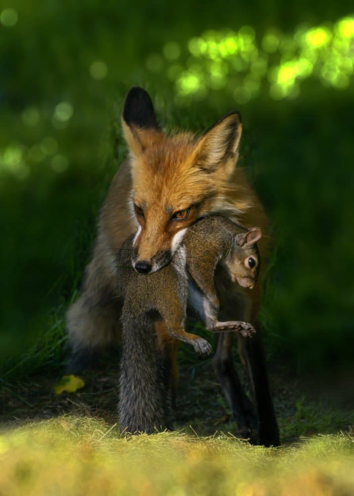 Fox Carrying Prey by Jacob (Jian) Xu — canvas wall art