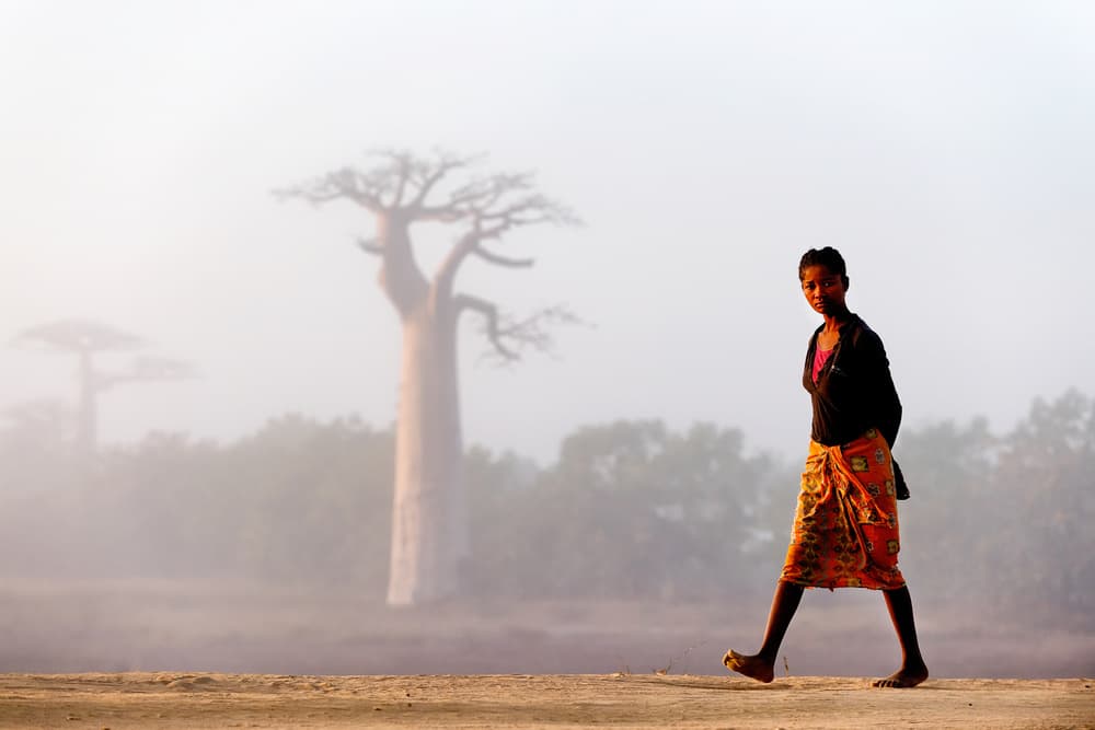 Walking Through Baobab Mist by Gina Buliga — canvas wall art