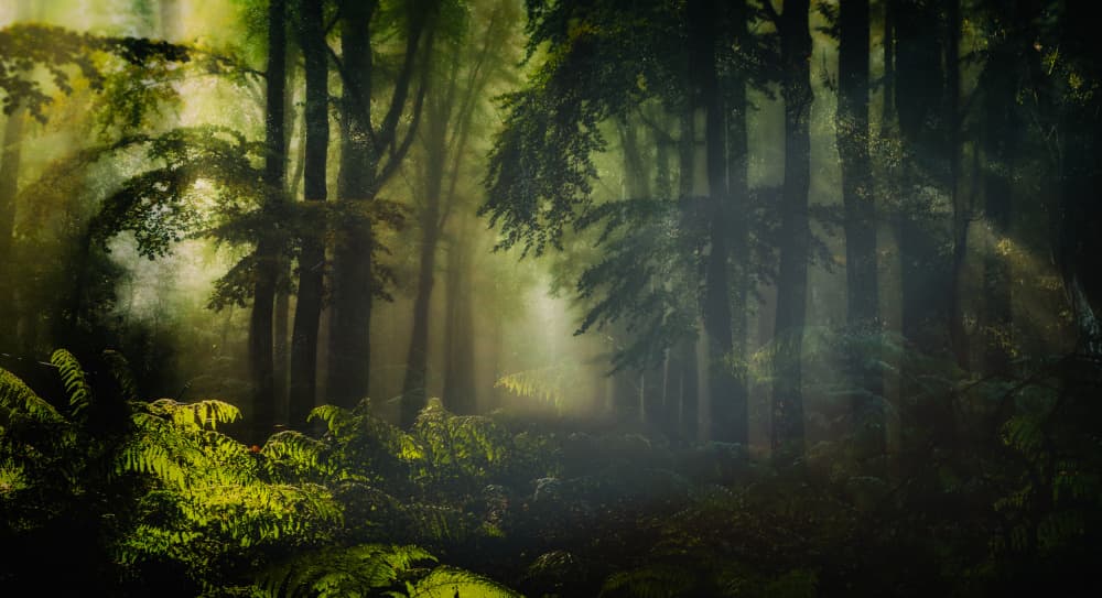 Enchanted Forest Light by Hilda van der Lee — canvas wall art