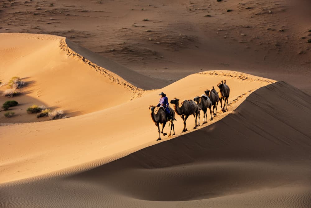 Desert Camel Caravan by Shin Woo Ryu — canvas wall art