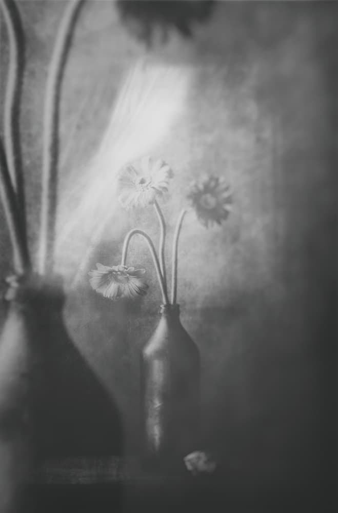 Soft Light Flowers by Delphine Devos — canvas wall art