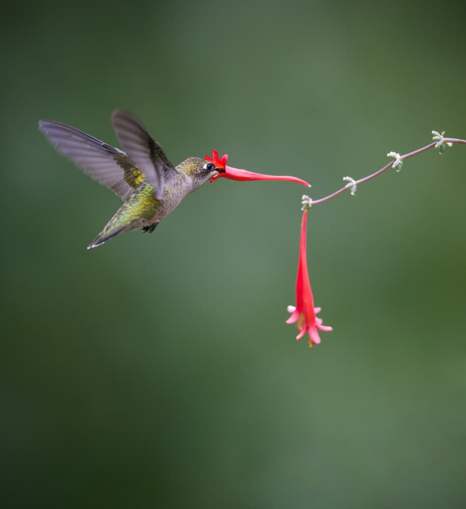 Hummingbird Feeding Red Flower by Eugene Zhu — canvas wall art
