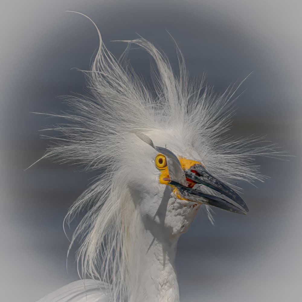 Crazy Egret Feathers by Taksing (吉星高照) — canvas wall art
