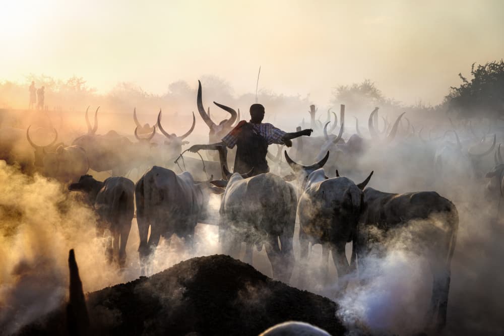 Cattle Herding at Dawn by Svetlin Yosifov — canvas wall art