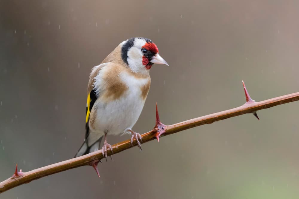 Rainy Day Goldfinch by Paolo Bolla — canvas wall art