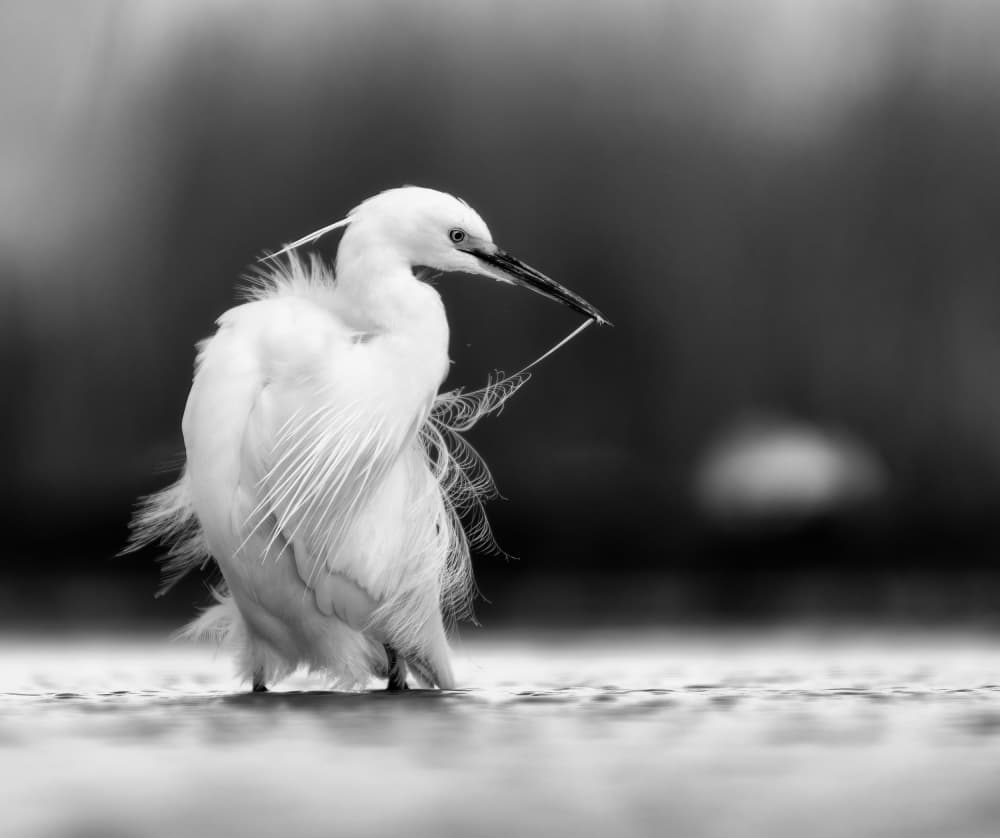 Graceful Egret Preening by Corry DeLaan — canvas wall art