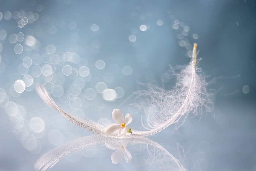 Delicate Feather Serenity by Igor Kopcev — canvas wall art