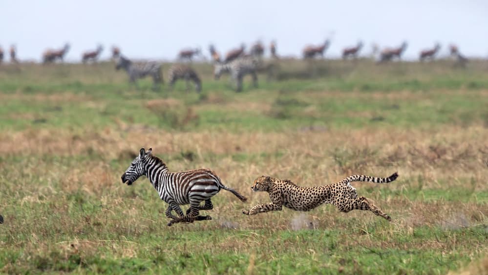 Cheetah Chasing Zebra by Alessandro Catta — canvas wall art