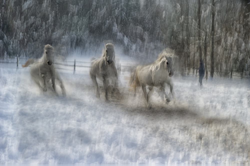 Running Horses Winter Snow by Milan Malovrh — canvas wall art