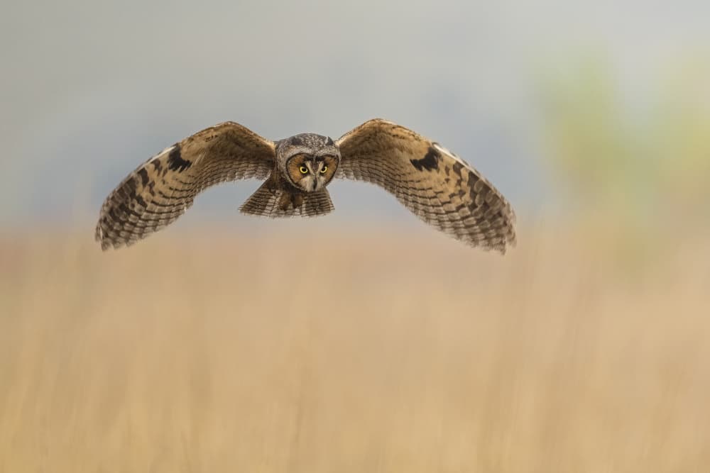 Long-Eared Owl in Flight by Tracy — canvas wall art