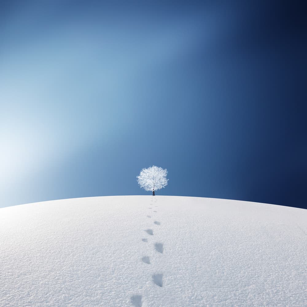 Solitary Winter Tree by Bess Hamiti — canvas wall art