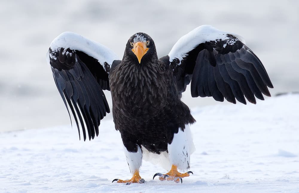 Majestic Steller's Sea Eagle by C.S. Tjandra — canvas wall art