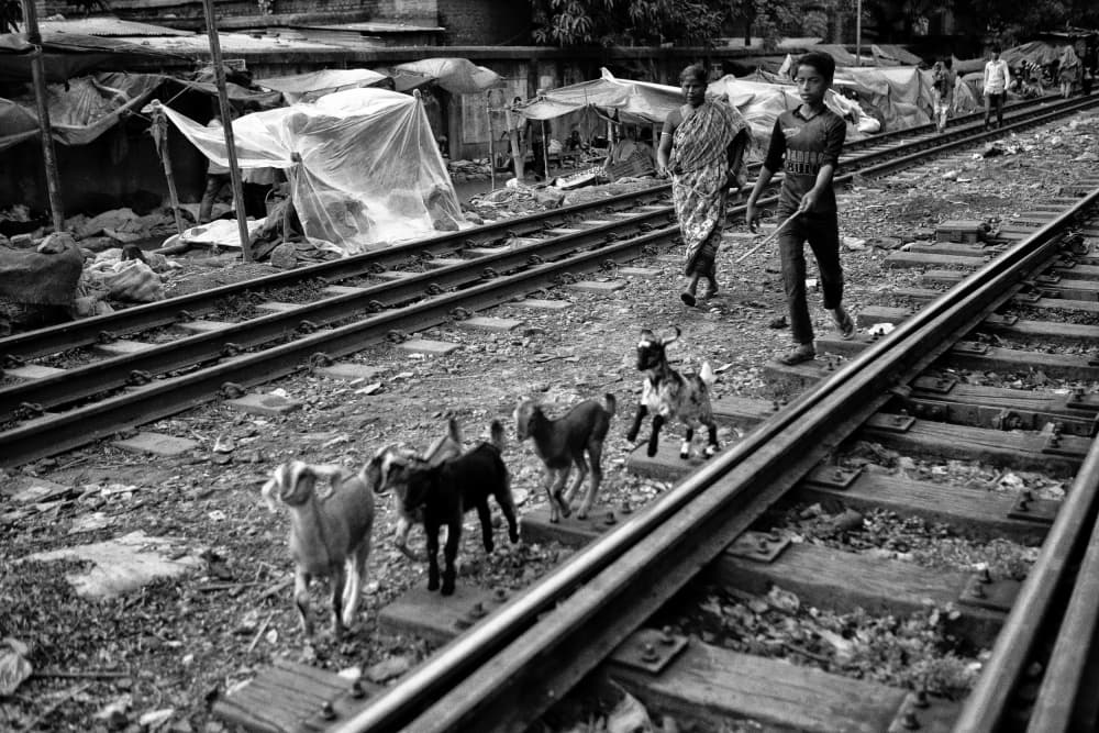 Goats on Railway Tracks by Garik — canvas wall art