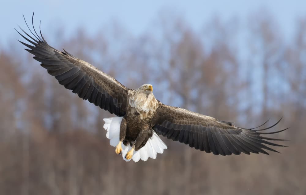 White-tailed Eagle in Flight by C.S. Tjandra — canvas wall art