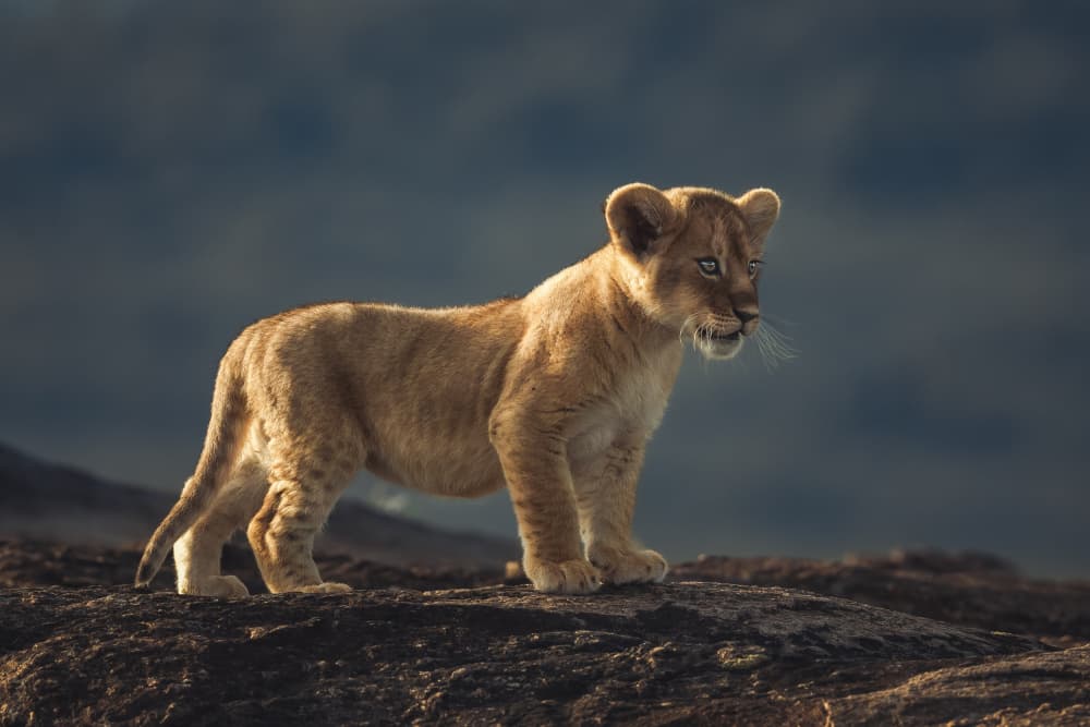 Watchful Lion Cub by Ahmed Sobhi — canvas wall art