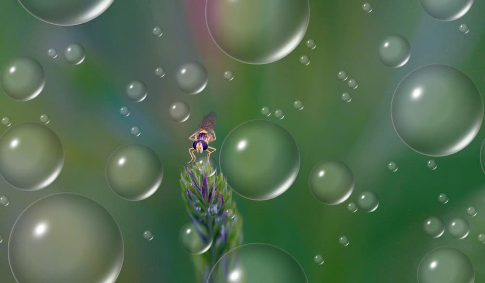 Morning Dew Hoverfly by Thierry Dufour — canvas wall art